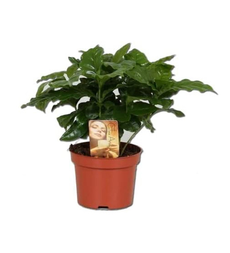 Coffee arabica grow - coffee,