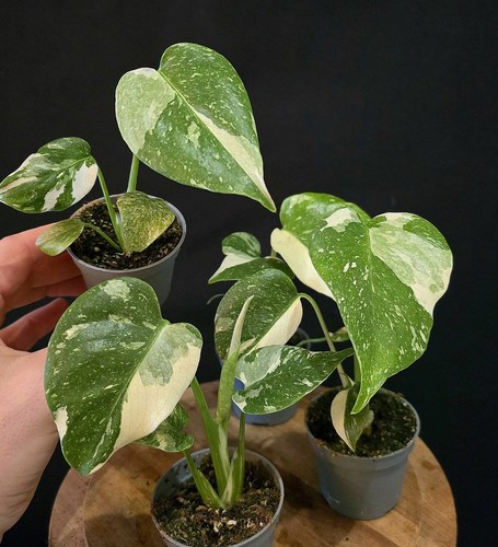 Variegated monstera deliciosa - monstera,