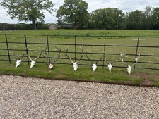 Fallow deer and red - fallow,