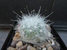 MAMMILLARIA SENILIS v, ALBIFLORA, shown in 6.5cm pot, lovely, healthy cactus