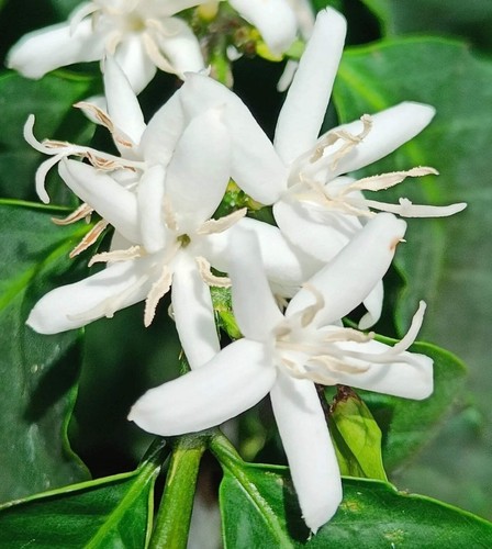 Coffea arabica 20cm - coffea, 15-20cm