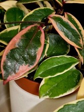 Hoya Carnosa 'Flamingo Dream', Fresh Cutting 2 Nodes