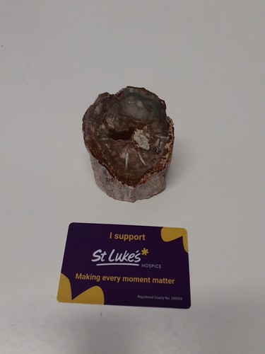 Petrified wood fossil - petrified,