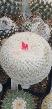 Epithelantha greggi, Grafted, With A Gift Cactus