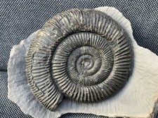 Large Dactylioceras sp