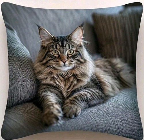 Printed maine coon - maine, kitten