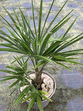 Trachycarpus Fortunei Fan Palm