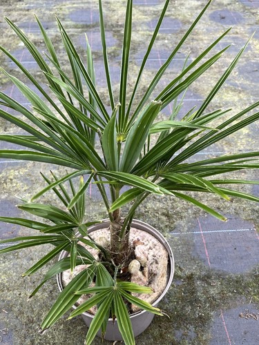Trachycarpus fortunei fan palm - fortunei,