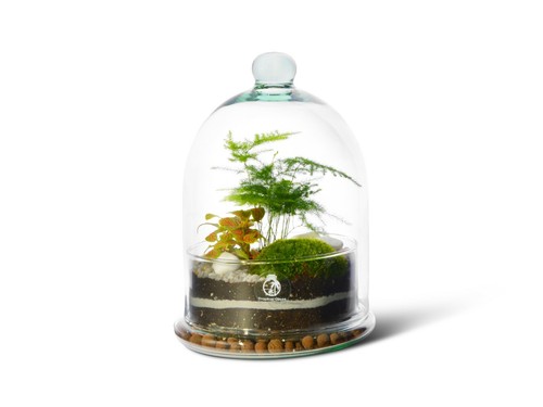 Diy dome closed terrarium - diy,