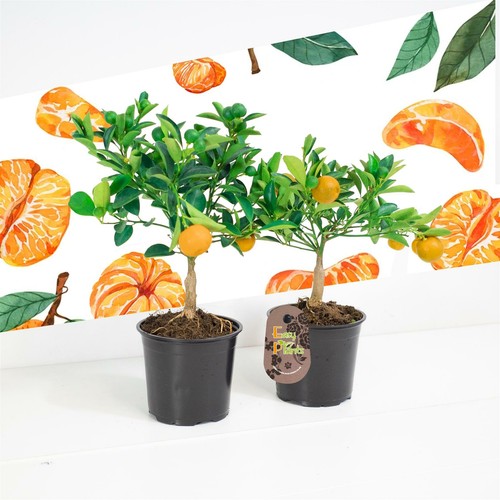 Standard scent tangerine - scent,