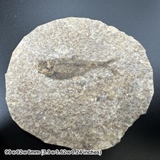Knightia alta fish fossil - eocene period, usa