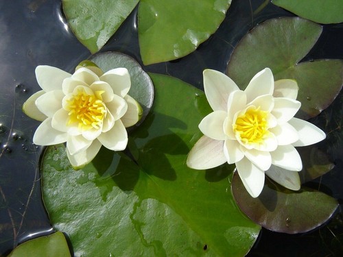 Pygmaea alba small pond - ,
