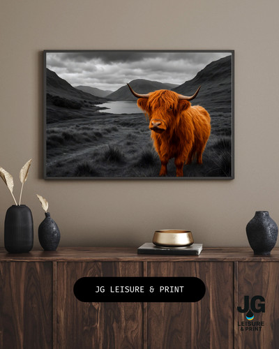Highland cow picture - cow,