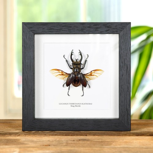 Stag beetle taxidermy box - stag,