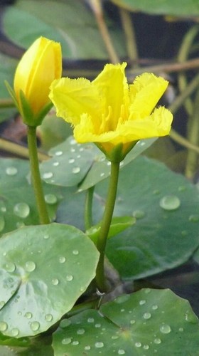 Pond lilys - pond,