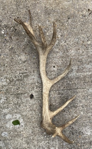 Large red deer - large,