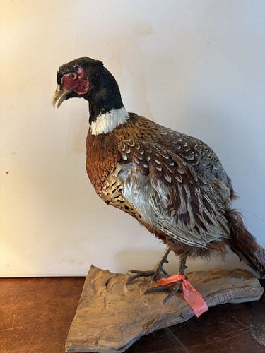 Taxidermy pheasant stuffed - taxidermy,