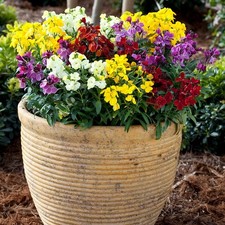 Wallflower Sugar rush F1 mix 6