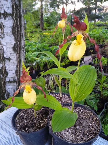 Lady slipper orchid - slipper,