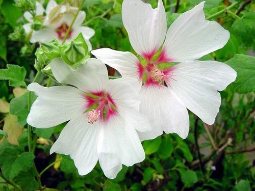 Lavatera blushing bride - lavatera, in