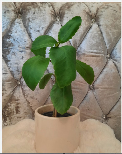 Original bryophyllum pinnatum - original,