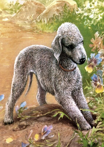 Bedlington terrier dog - bedlington,