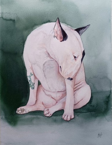 The duchess english bull - english,