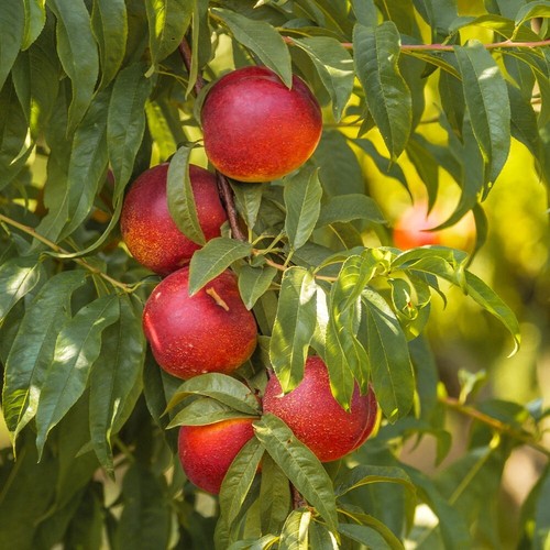 Seed heirloom italian - seed,