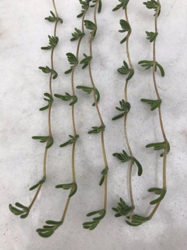 Real hanging succulent - 5x,