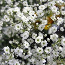8 x Gypsophila Baby's Breath