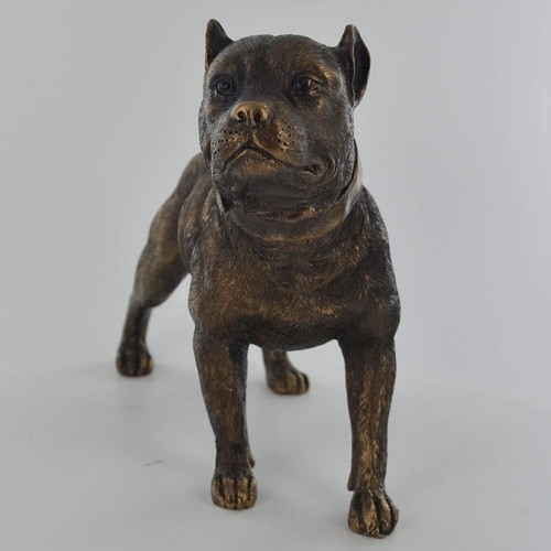 Pit bull terrier dog - pit, bronze