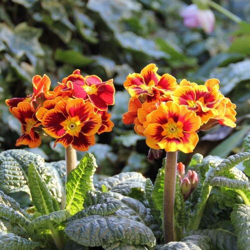 Polyanthus castilian tray - castilian, |