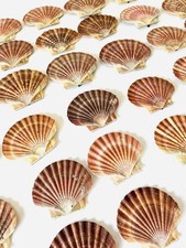 Scallop Shells Flat Natural
