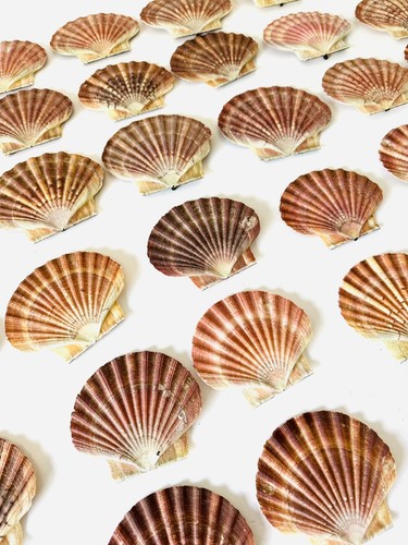 Scallop shells flat natural - shells,