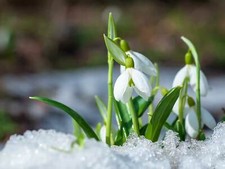 10 x potted Snowdrop bulbs