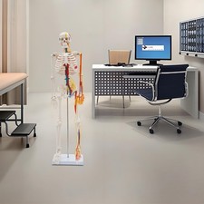 Human Skeleton Model PVC Skeleton Model For Medical Classrooms, Laboratories