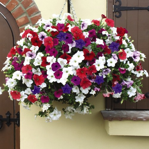 Petunia surfinia 14in - petunia,