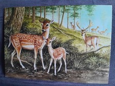 Fallow deer 34710 - deer,