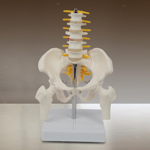 Human pelvis skeleton - human,