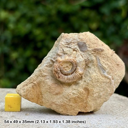 Horn park graphoceratid fossil - horn,