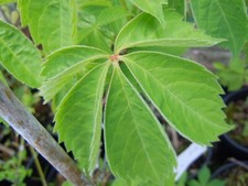 3 x Parthenocissus