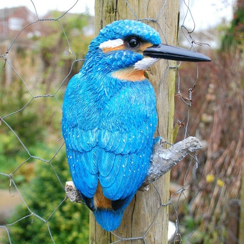 Kingfisher bird garden - bird,