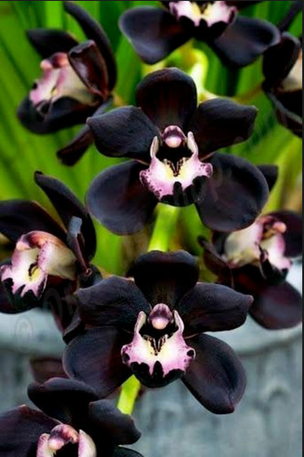 Cymbidium kiwi midnight - cymbidium,