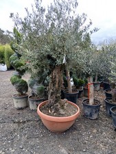 160L Gnarled Olive Tree VERY