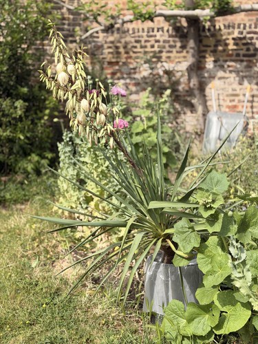 Yucca filamentosa adams - yucca,
