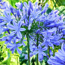 Agapanthus Brilliant Blue African Lily Herbaceous Garden Perennial Plant in Pot