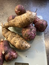 Jerusalem Artichoke 'RED/WHITE