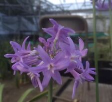 Tulbaghia ‘Violacea’
