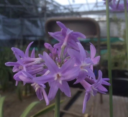 Tulbaghia violacea 9cm - tulbaghia, ‘violacea’