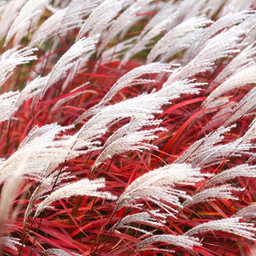 Miscanthus sinensis lady - sinensis,